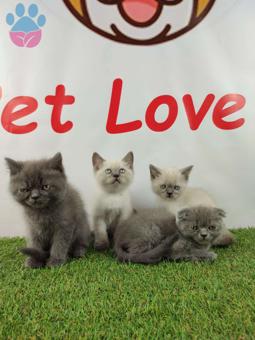 Muhteşem Safkan British Shorthair Yavrularımız