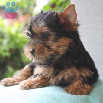 Safkan Yorkshire Terrier Yavrularımız