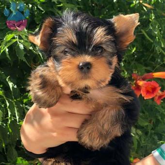 Muhteşem Güzellikteki Tea Cup Yorkshire Terrier Yavrularımız