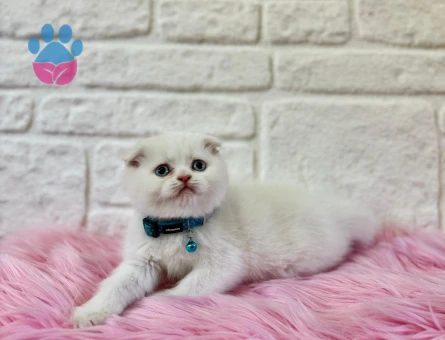 Scottish Fold 2 Aylık Yavrular