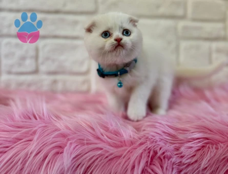 Scottish Fold 2 Aylık Yavrular