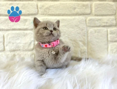 British Shorthair 2 Aylık Lilac Dişi Yavrumuz