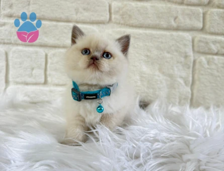 British Shorthair 2 Aylık Erkek