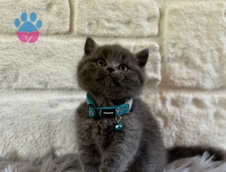 2 Aylık British Shorthair Gri Erkek