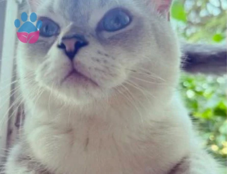 British Blue Point 2 Yaşında