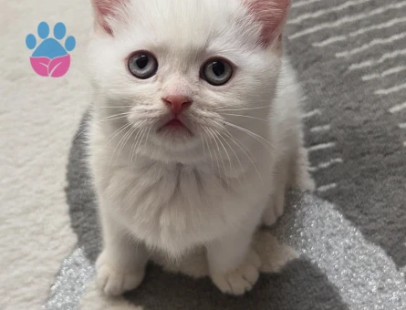 Kedime hâlâ sahiplendirmeyi bekliyorum tarihe aldanmayın mesaj atabilirsiniz