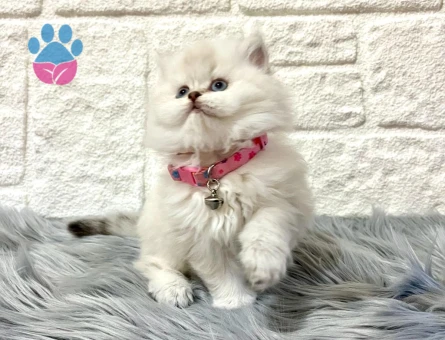 British Longhair 2 Aylık Dişi Yuva Arıyor