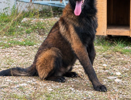belçika coban - 11005 - Görsel 3