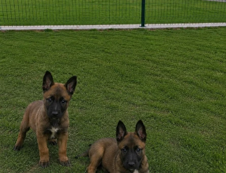 A Kalite Belçika Malinois bebekler - 11612 - Görsel 3