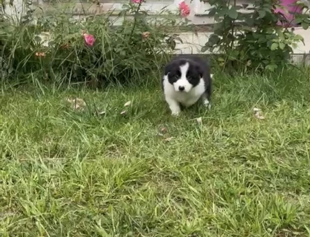 Anne baba şecereli orjinal border colie yavru - 10914 - Görsel 3