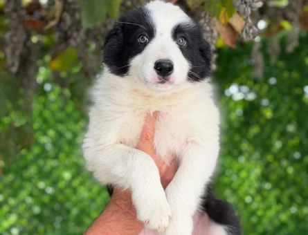 Sevimli Border Collie Yavrularımız - 11193