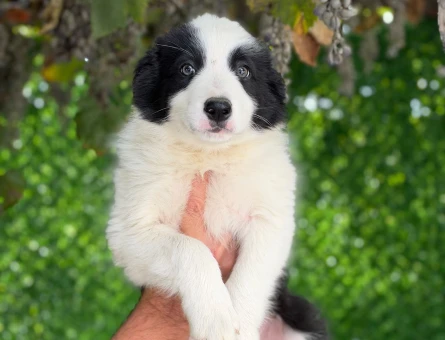 Sevimli Border Collie Yavrularımız - 11193 - Görsel 3