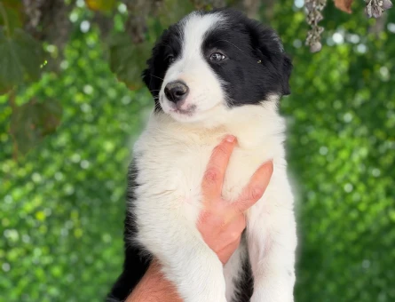 Sevimli Border Collie Yavrularımız - 11193 - Görsel 4