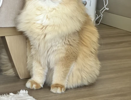 Ny12 Golden British longhair erkek - 11079 - Görsel 2