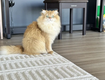 Ny12 Golden British longhair erkek - 11079 - Görsel 3