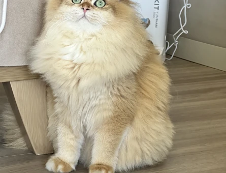 Ny12 Golden British longhair erkek - 11079 - Görsel 4