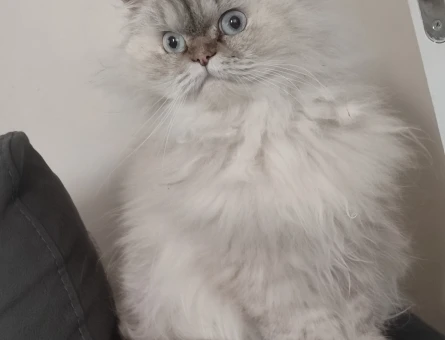 British Longhair Kedi sahiplendirme 1 Yaşında - 10972