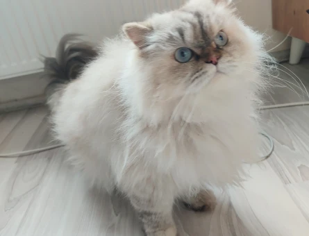 British Longhair Kedi sahiplendirme 1 Yaşında - 10972 - Görsel 3