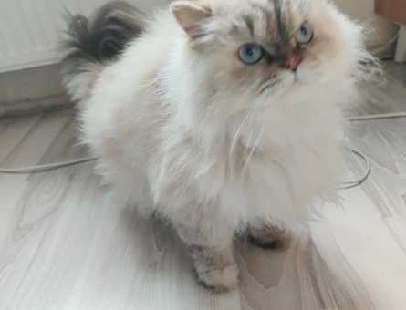 British Longhair Kedi sahiplendirme 1 Yaşında - 10972 - Görsel 4