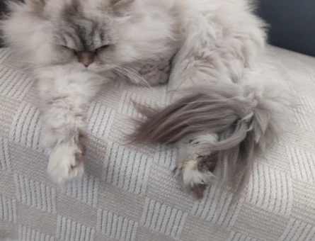 British Longhair Kedi sahiplendirme 1 Yaşında - 10972 - Görsel 5