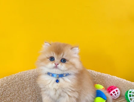 Özel Irk British Longhair Erkek Yavrumuz - 11221