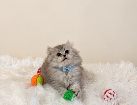 British Longhair Silver Erkek Yavrumuz 2 Aylık - 11607