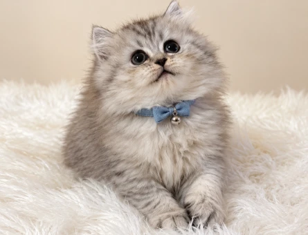 British Longhair Silver Erkek Yavrumuz 2 Aylık - 11607 - Görsel 3