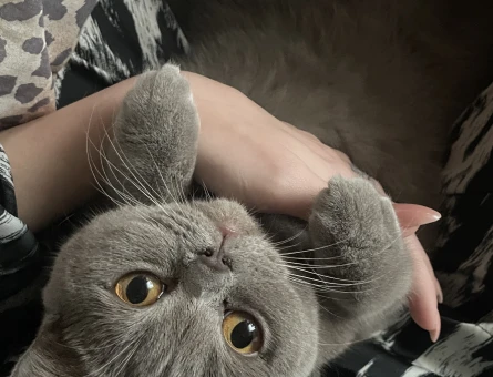 British Shorthair KIZIMA GÜZEL BİR YUVA ARIYORUM - 10863 - Görsel 2