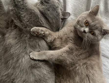 British Shorthair KIZIMA GÜZEL BİR YUVA ARIYORUM - 10863 - Görsel 3