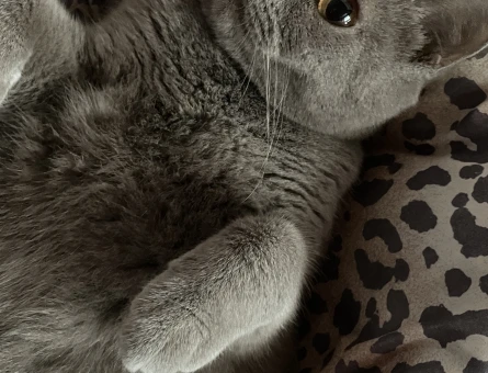 British Shorthair KIZIMA GÜZEL BİR YUVA ARIYORUM - 10863 - Görsel 4
