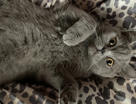 British Shorthair KIZIMA GÜZEL BİR YUVA ARIYORUM - 10863 - Görsel 5