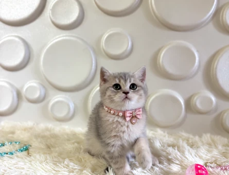 British Shorthair Tabby Dişi 2 Aylık - 10899