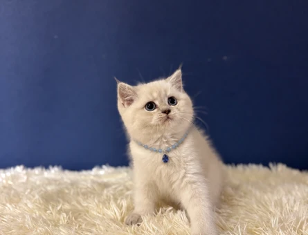 British Shorthair Bluepoint Erkek 2 Aylık - 10900