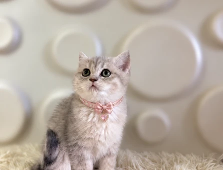 2 Aylık British Shorthair Tabby Dişi - 10901