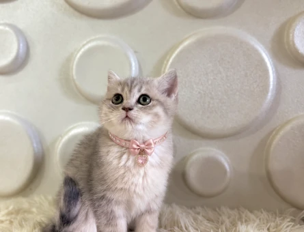 2 Aylık British Shorthair Tabby Dişi - 10901 - Görsel 3