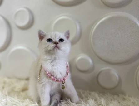 Safkan British Shorthair Bluepoint Kızımız - 10902