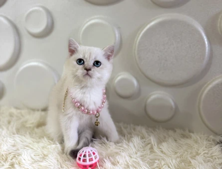 Safkan British Shorthair Bluepoint Kızımız - 10902 - Görsel 3
