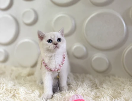 2 Aylık British Shorthair Point Yavrumuz - 10903