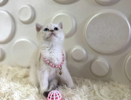 2 Aylık British Shorthair Point Yavrumuz - 10903 - Görsel 3