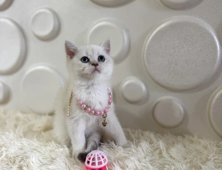 2 Aylık British Shorthair Point Yavrumuz - 10903 - Görsel 4