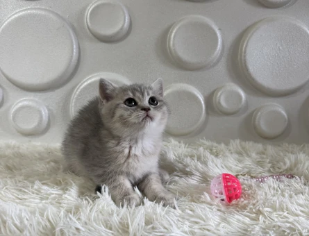 British Shorthair Tabby Dişi ve Erkek - 11009
