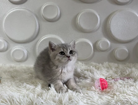 British Shorthair Tabby Dişi ve Erkek - 11009 - Görsel 3