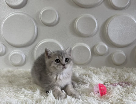 Tabby British Shorthair Yavrularımız - 11010