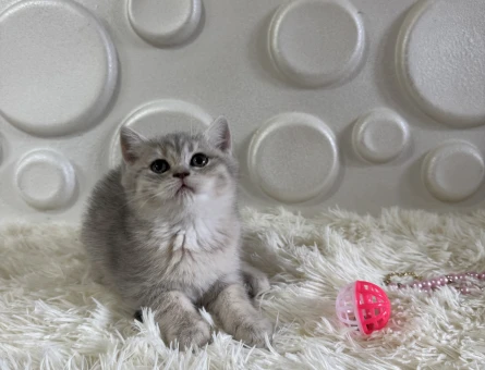 Tabby British Shorthair Yavrularımız - 11010 - Görsel 3