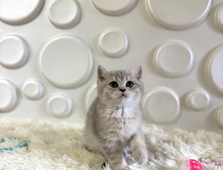 Safkan British Shorthair Tabby Desenli - 11011