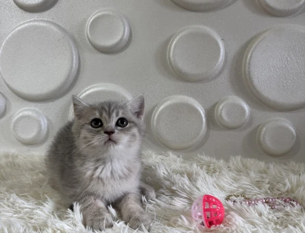Safkan British Shorthair Tabby Desenli - 11011 - Görsel 3