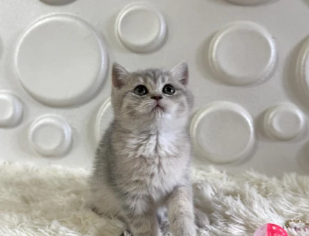 Uysal British Shorthair Tabby Yavrularımız - 11012