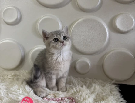 Uysal British Shorthair Tabby Yavrularımız - 11012 - Görsel 3
