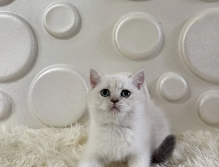 Safkan British Shorthair Point Yavrularımız - 11013