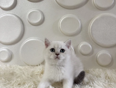 Safkan British Shorthair Point Yavrularımız - 11013 - Görsel 3